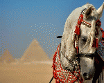 بساطة للرحلات و السفاري بساطة للرحلات و السفاري