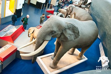 متحف التاريخ الطبيعي متحف التاريخ الطبيعي