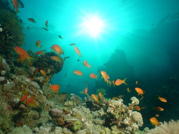 إيجيبت صن مارين إيجيبت صن مارين