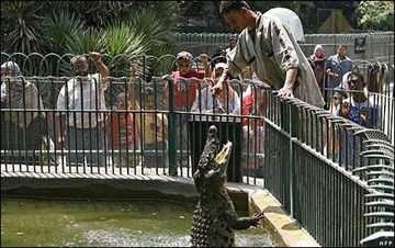 حديقة حيوانات الجيزة حديقة حيوانات الجيزة