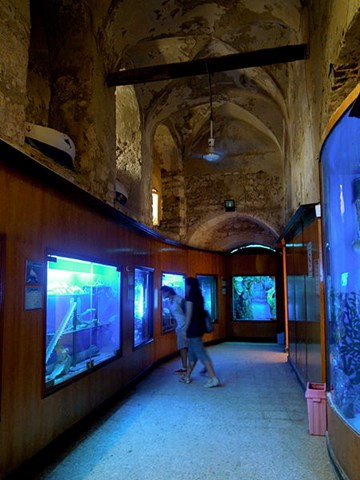 متحف الأحياء المائية متحف الأحياء المائية