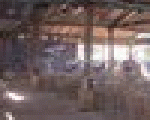 نوبيان بلاس كافيه