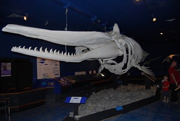 متحف التاريخ الطبيعي متحف التاريخ الطبيعي