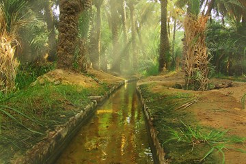 واحة العين واحة العين