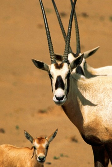 حديقة حيوان العين حديقة حيوان العين