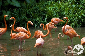 حديقة الطيور حديقة الطيور