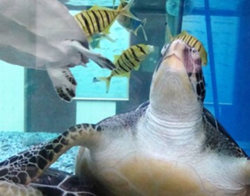 مركز العلوم البحرية والسمكية